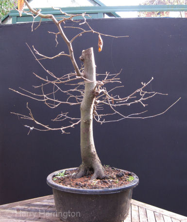 hornbeam bonsai development